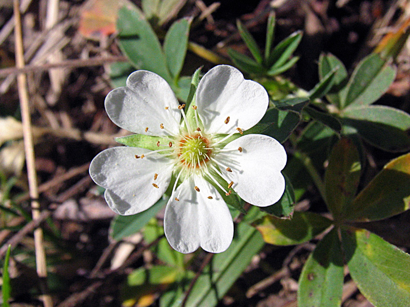 Potentilla alba / Cinquefoglia bianca